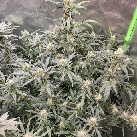 Black domina Auto growlog timeline photo
