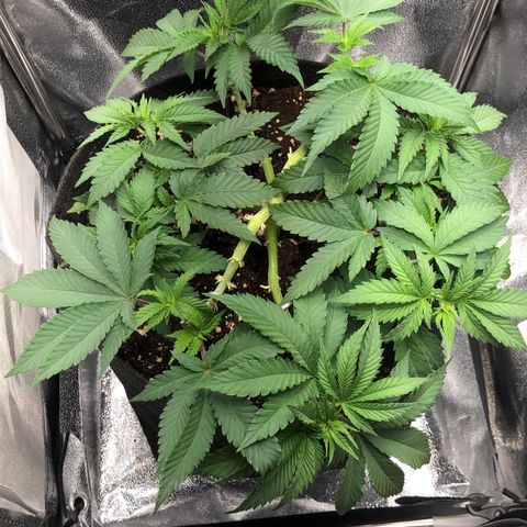 Wedding Cake growlog timeline photo