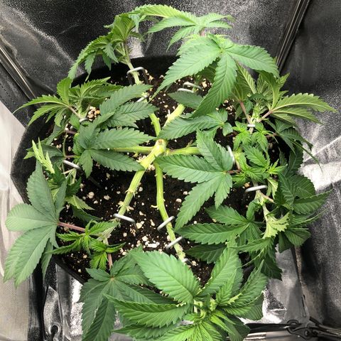 Wedding Cake growlog timeline photo