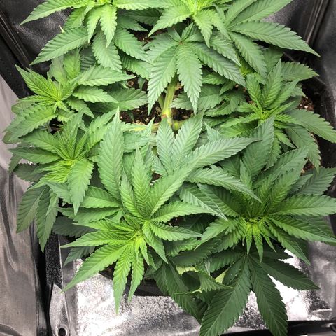 Wedding Cake growlog timeline photo