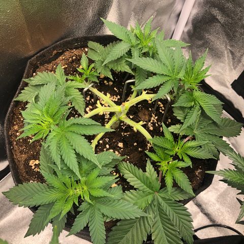 Wedding Cake growlog timeline photo