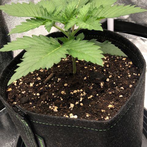 Wedding Cake growlog timeline photo