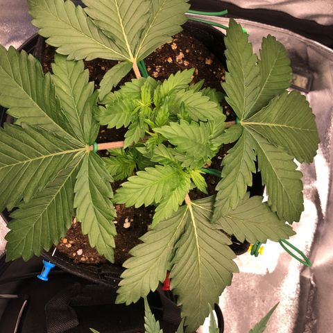 Wedding Cake growlog timeline photo