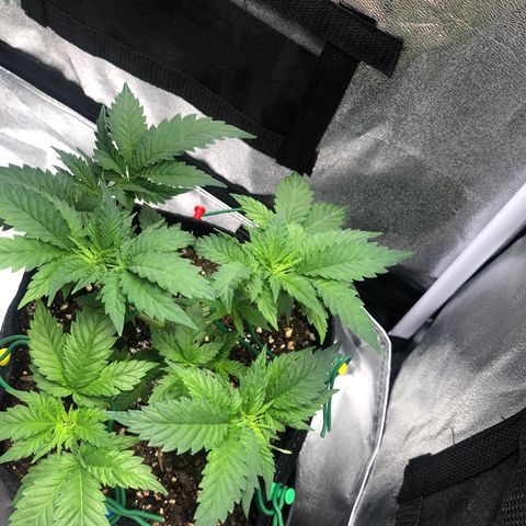 Wedding Cake growlog timeline photo