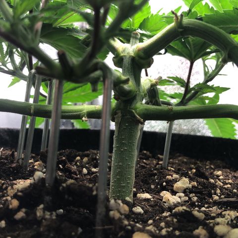 Wedding Cake growlog timeline photo