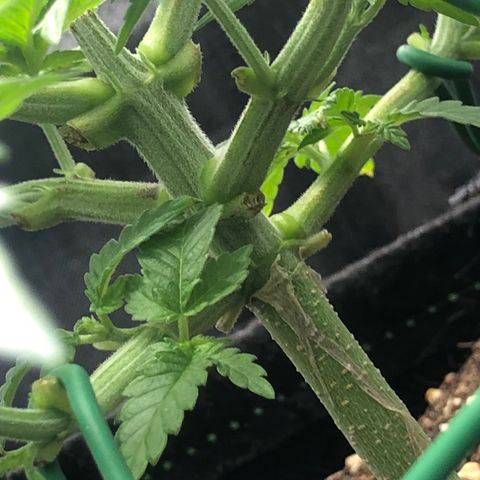 Wedding Cake growlog timeline photo