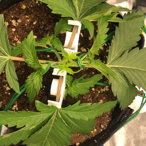 Wedding Cake growlog timeline photo