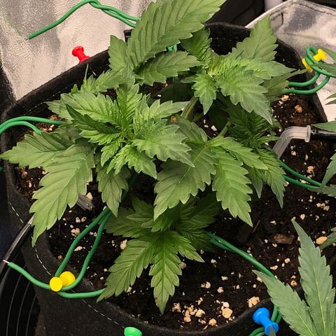 Wedding Cake growlog timeline photo