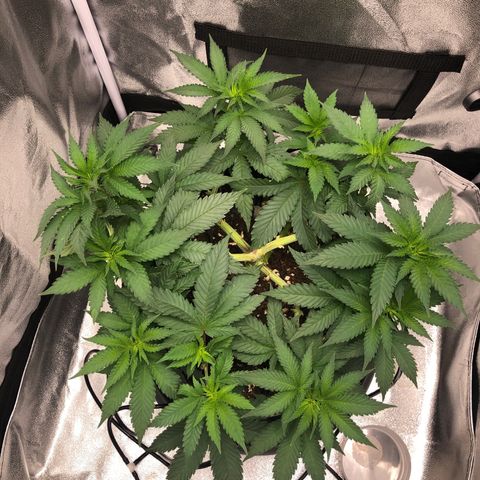 Wedding Cake growlog timeline photo
