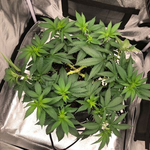 Wedding Cake growlog timeline photo