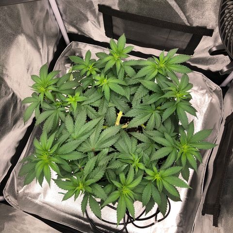 Wedding Cake growlog timeline photo