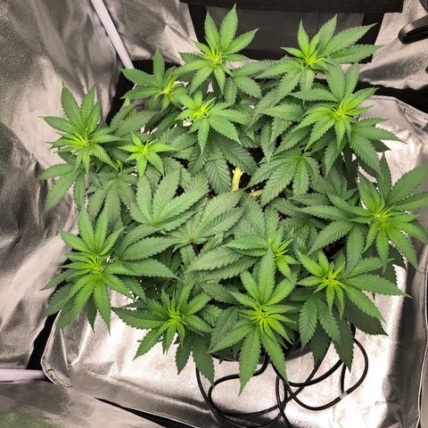 Wedding Cake growlog timeline photo