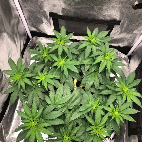 Wedding Cake growlog timeline photo