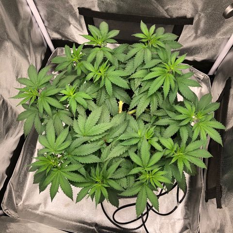 Wedding Cake growlog timeline photo