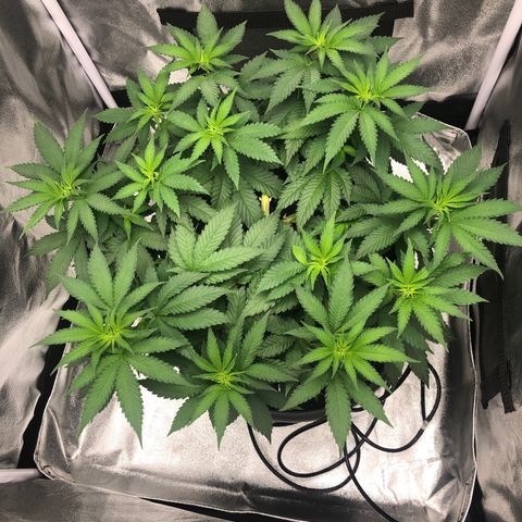 Wedding Cake growlog timeline photo