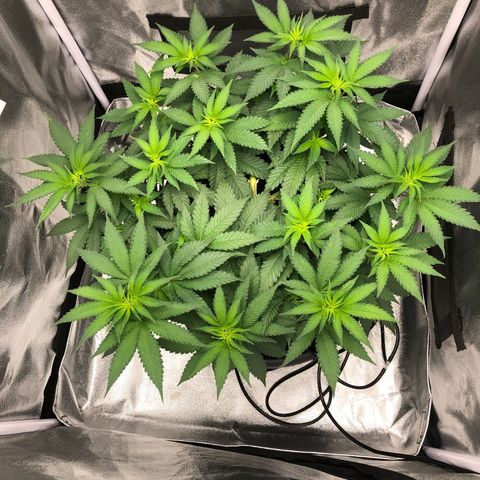 Wedding Cake growlog timeline photo