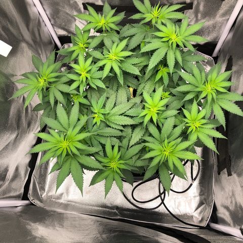 Wedding Cake growlog timeline photo