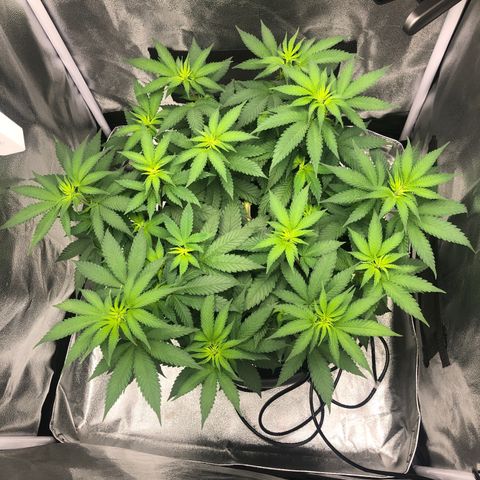 Wedding Cake growlog timeline photo
