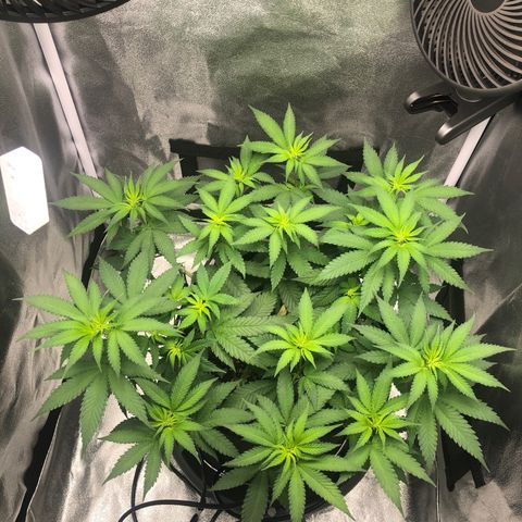 Wedding Cake growlog timeline photo