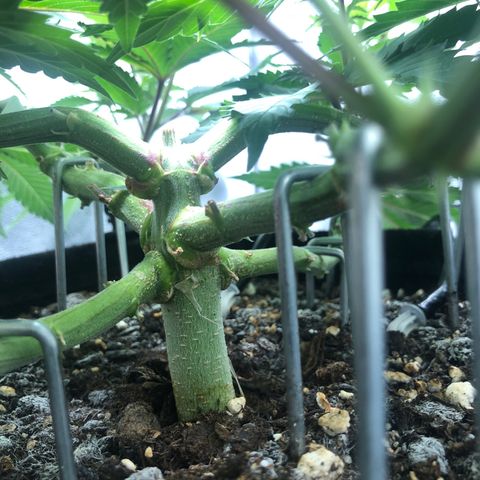 Wedding Cake growlog timeline photo