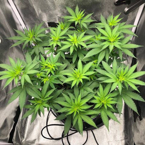 Wedding Cake growlog timeline photo