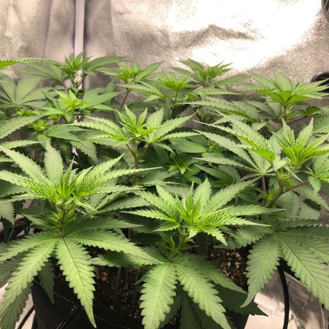 Wedding Cake growlog timeline photo