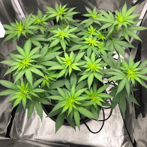 Wedding Cake growlog timeline photo