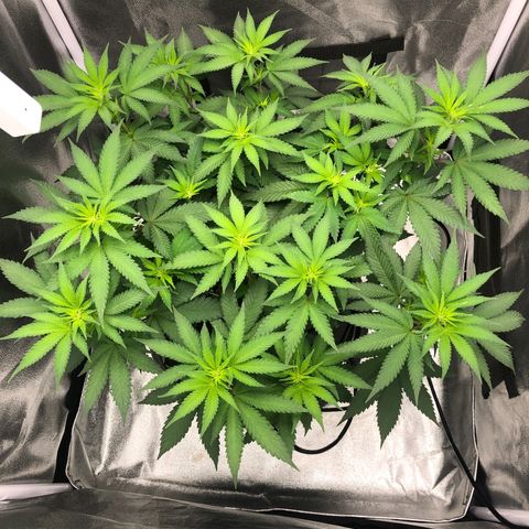 Wedding Cake growlog timeline photo