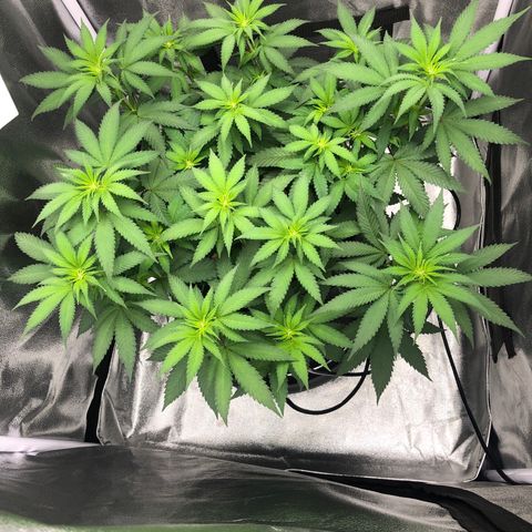 Wedding Cake growlog timeline photo