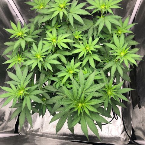 Wedding Cake growlog timeline photo