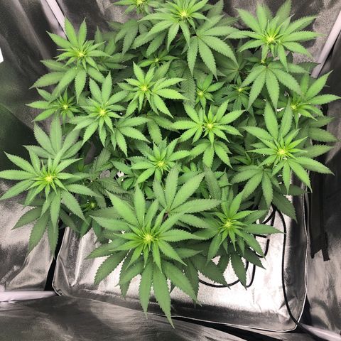 Wedding Cake growlog timeline photo