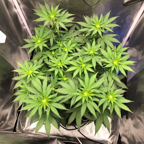 Wedding Cake growlog timeline photo