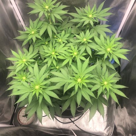 Wedding Cake growlog timeline photo
