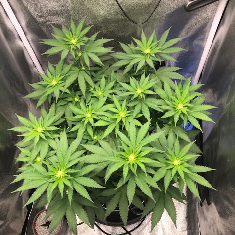 Wedding Cake growlog timeline photo