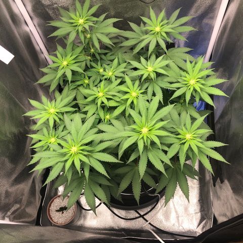 Wedding Cake growlog timeline photo