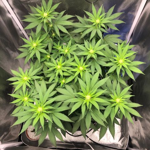 Wedding Cake growlog timeline photo