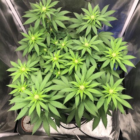 Wedding Cake growlog timeline photo