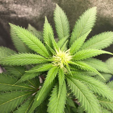 Wedding Cake growlog timeline photo