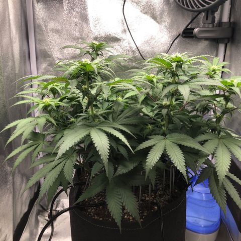 Wedding Cake growlog timeline photo