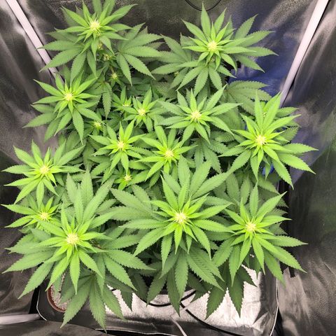 Wedding Cake growlog timeline photo