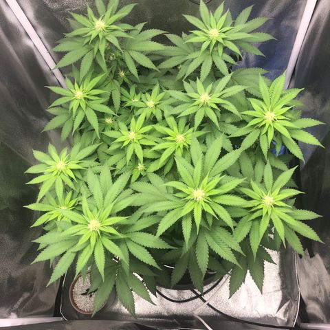 Wedding Cake growlog timeline photo