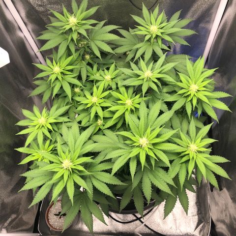Wedding Cake growlog timeline photo