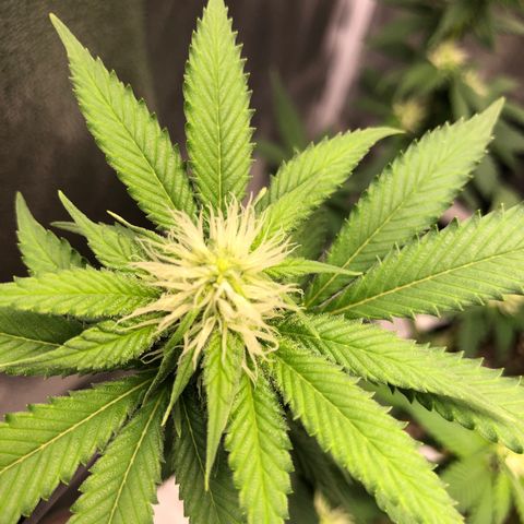 Wedding Cake growlog timeline photo