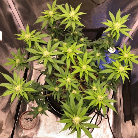 Wedding Cake growlog timeline photo
