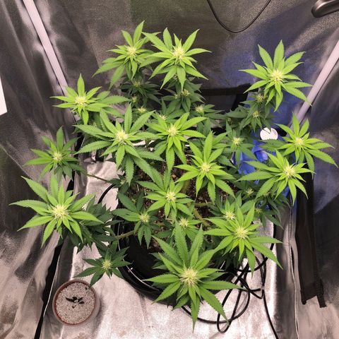 Wedding Cake growlog timeline photo