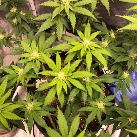Wedding Cake growlog timeline photo