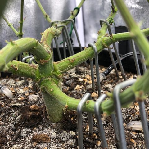 Wedding Cake growlog timeline photo