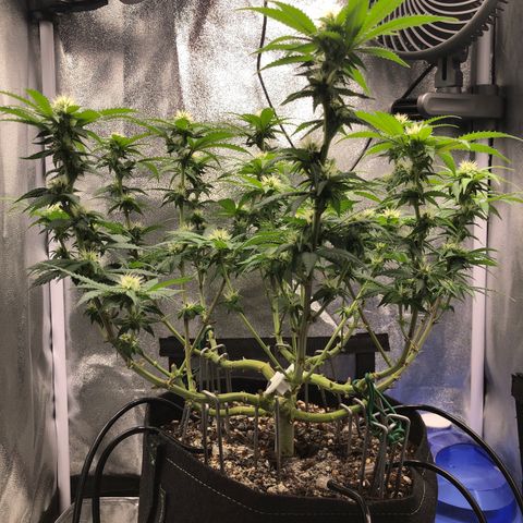 Wedding Cake growlog timeline photo