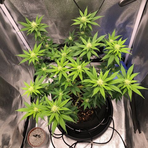 Wedding Cake growlog timeline photo