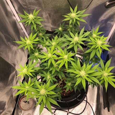 Wedding Cake growlog timeline photo